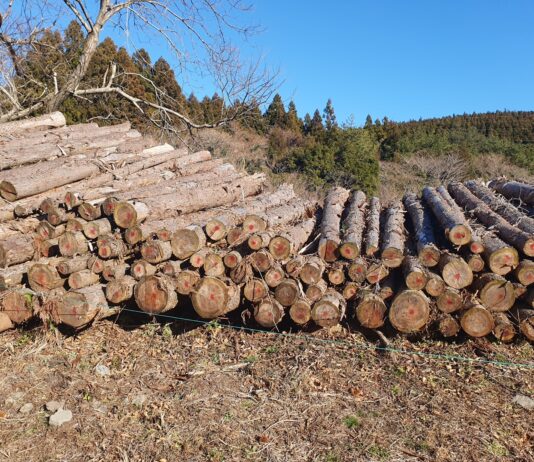 제주도 삼나무, 얼마나 활용할 수 있을까?