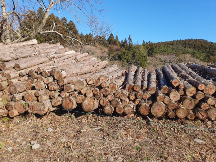 제주도 목재자원(삼나무)