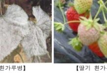 일교차 큰 봄철, 시설채소 병해충 예방 관리 중요