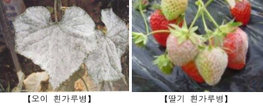 일교차 큰 봄철, 시설채소 병해충 예방 관리 중요