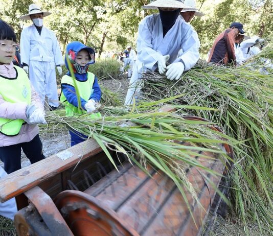 양재천에서 전통 가을걷이 행사 개최…올해 벼농사 수확해요~