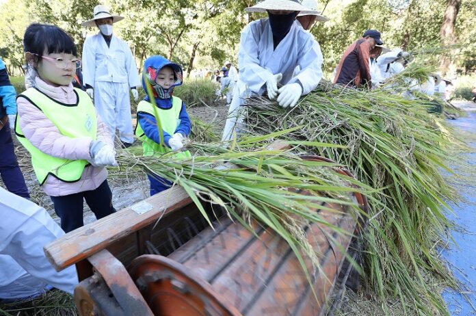 (사진1) 231020 양재천 전통 벼베기