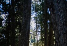 창의력을 발휘하는 방법과 목표 a person walking down a path between two large trees
