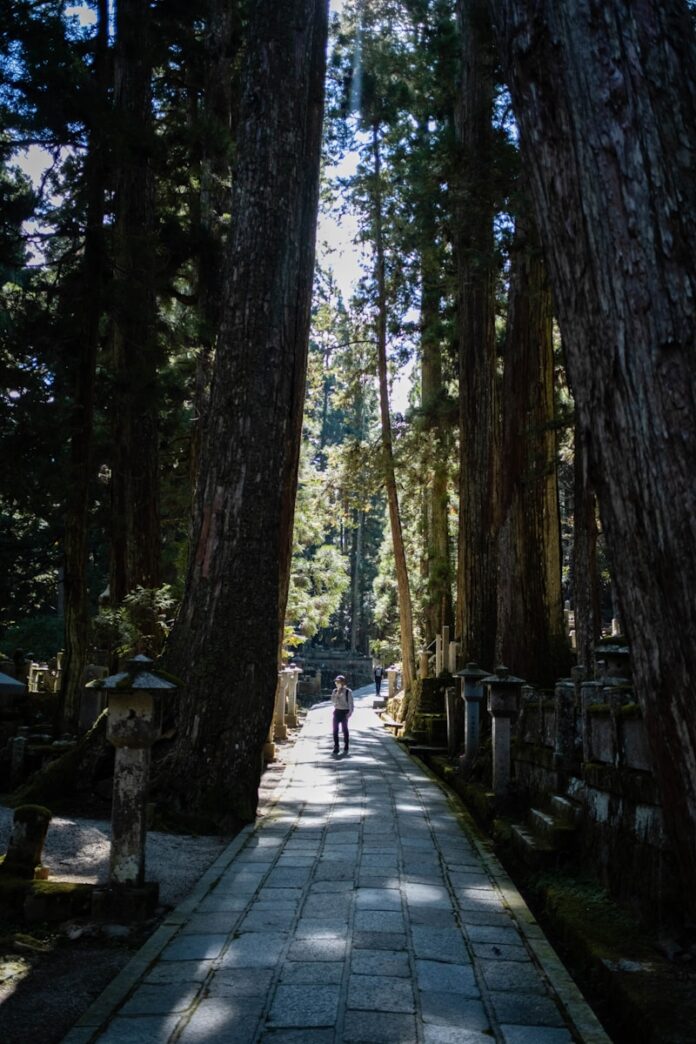 Photo by Il Vagabiondo a person walking down a path between two large trees