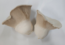 ‘맛 좋고 재배 쉽고’ 수출용 버섯까지 품종 다양화