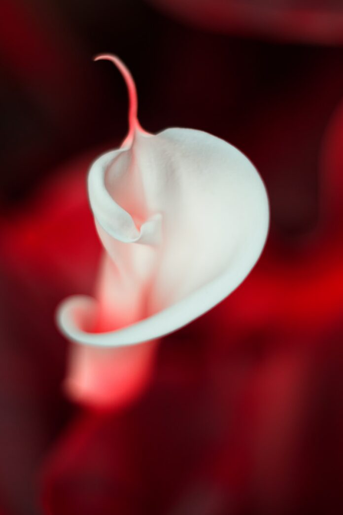 Photo by Geronimo Giqueaux white flower in red background