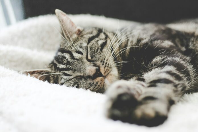 Photo by Erik-Jan Leusink silver tabby cat sleeping on white blanket