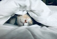 현대인의 수면 습관, 건강을 위협한다 white cat sleeps under white comforter