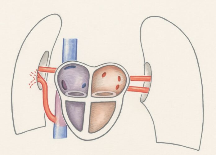 Photo by Europeana a drawing of a diagram of the kidney