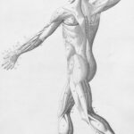 “근육 건강, 일상 속 작은 변화로 시작해볼 때” Human musculature from behind