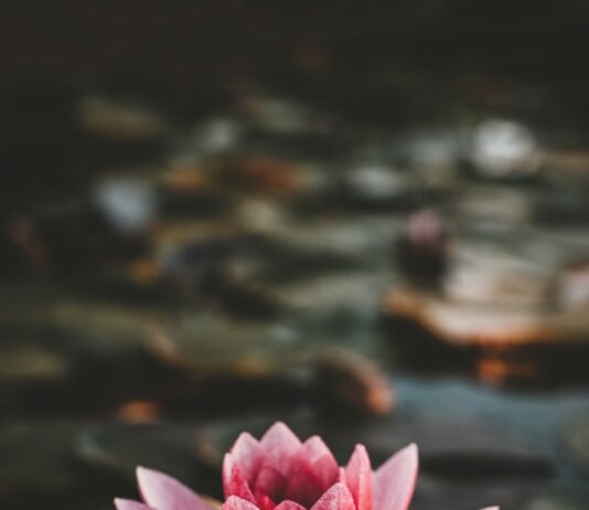 “마음 건강 챙기기, 일상 속 작은 변화로부터 시작하세요” pink and white lotus flower