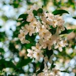 “뇌건강, 일상의 작은 변화로 키운다…새로운 습관이 열쇠” Sunlit white apple blossoms against a blurred green background.