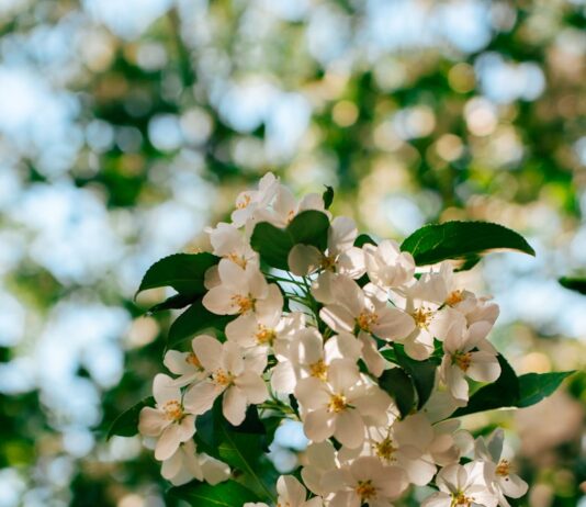 “뇌건강, 일상의 작은 변화로 키운다…새로운 습관이 열쇠” Sunlit white apple blossoms against a blurred green background.